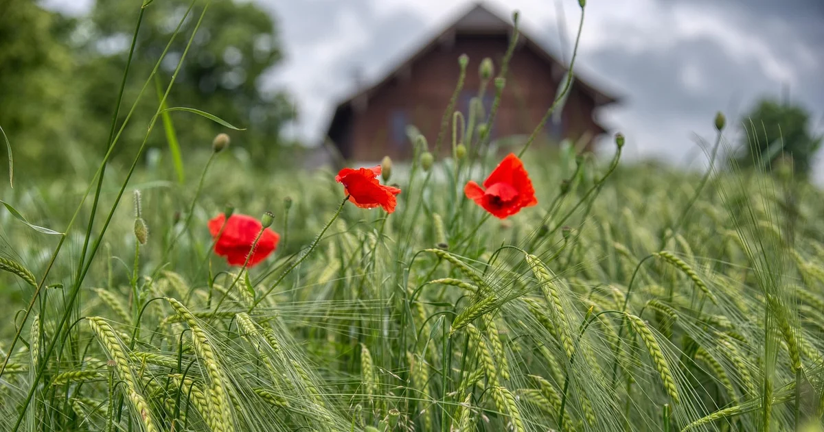 Political uncertainty and El Niño cast doubt on farm investments