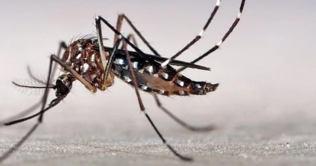 Official photo: Salud y el Iscamen desarrollarán un plan provincial de manejo contra el dengue de acuerdo con la evaluación epidemiológica