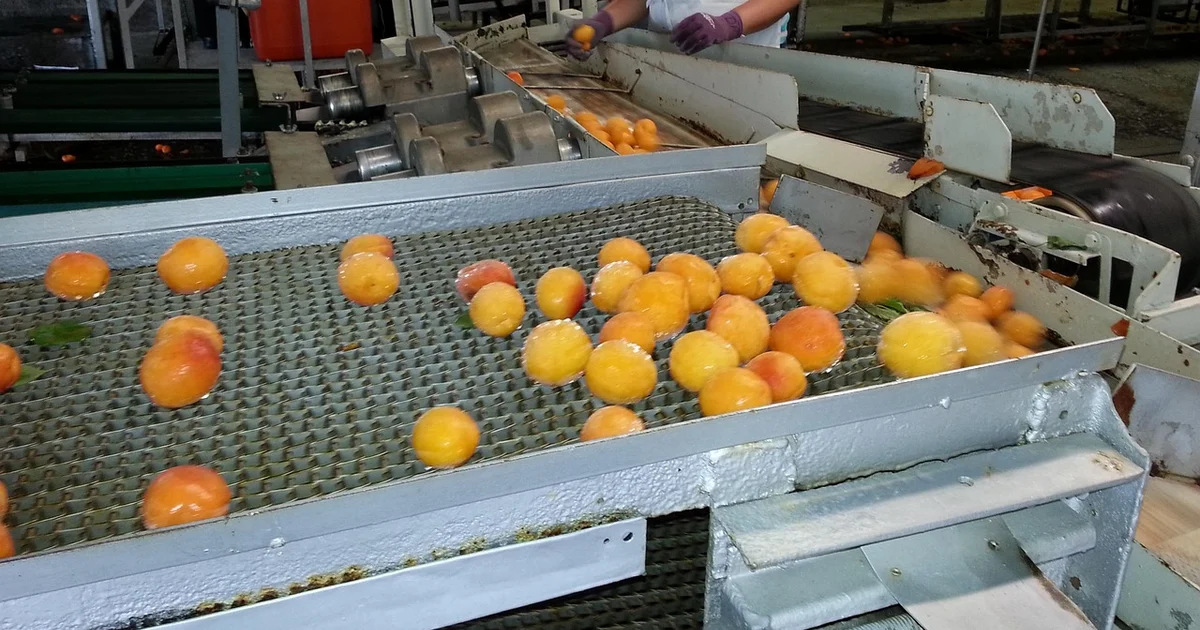 Do ouro líquido ao ‘ouro verde’: Uma líder em alimentos destina US$ 20 milhões em sua reconversão