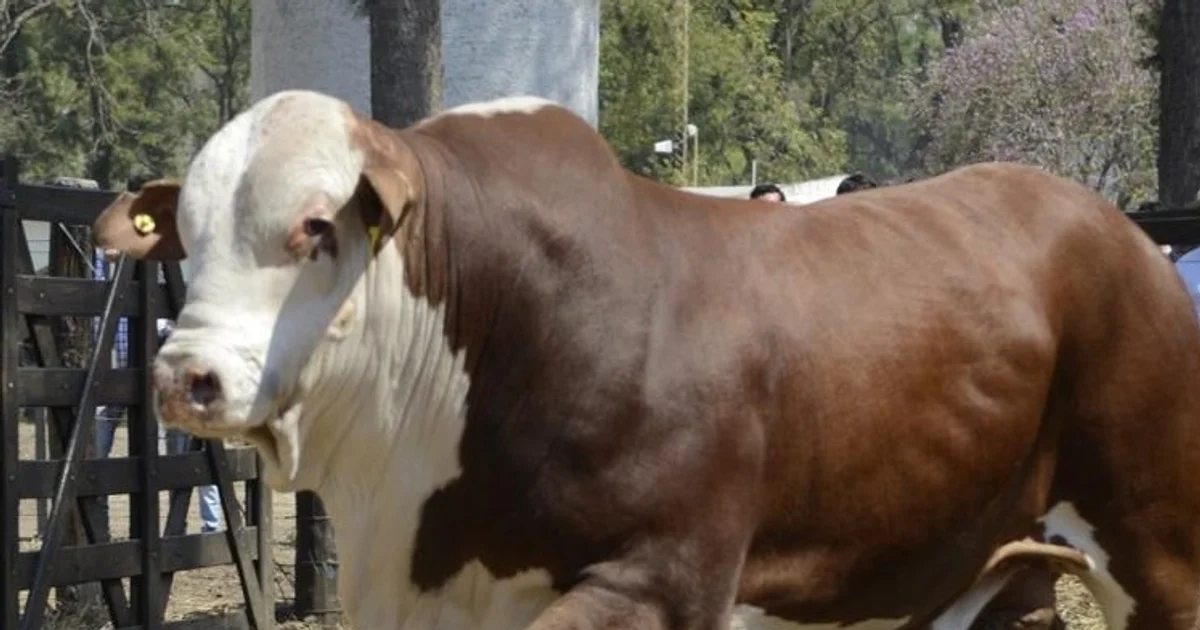 Los remates de genética bovina marcaron un crecimiento interanual del 61% en el precio