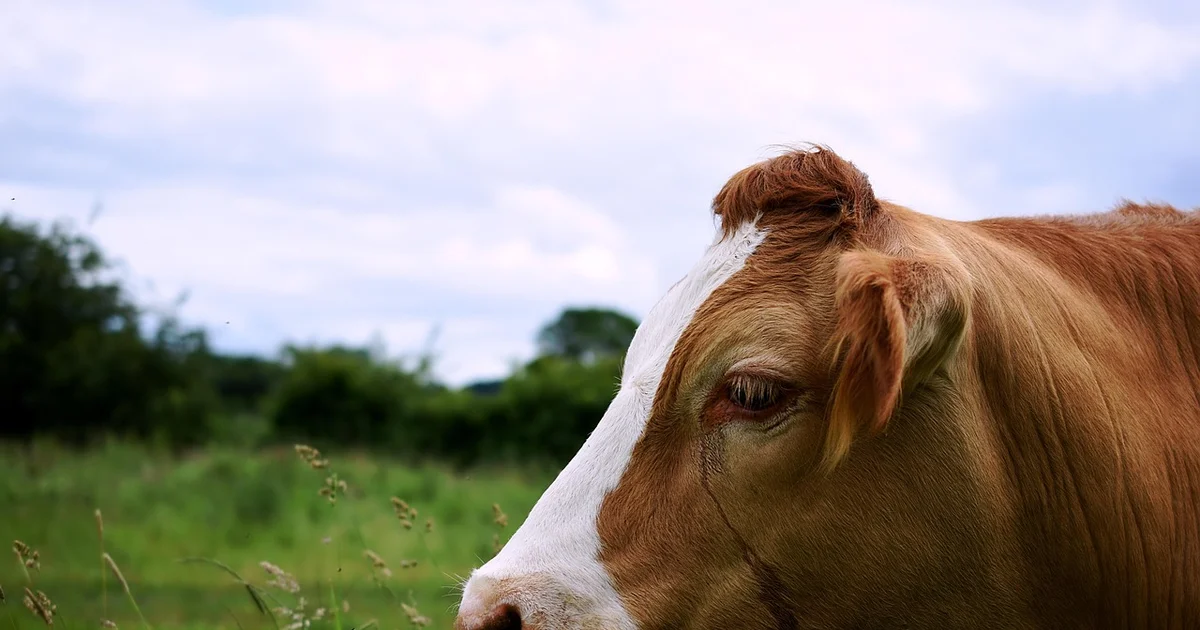 Illustrative photo: From discard to supplying seven butcheries: the first cooperative dairy feedlot keeps growing