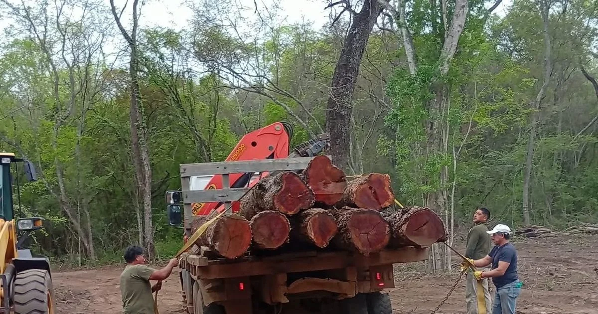 Foto oficial: Control forestal: intervienen en extracción no autorizada