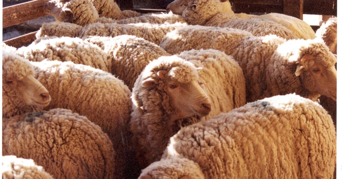 Foto oficial: Las exportaciones de lana crecieron 28% en volumen durante la zafra 2025/2026