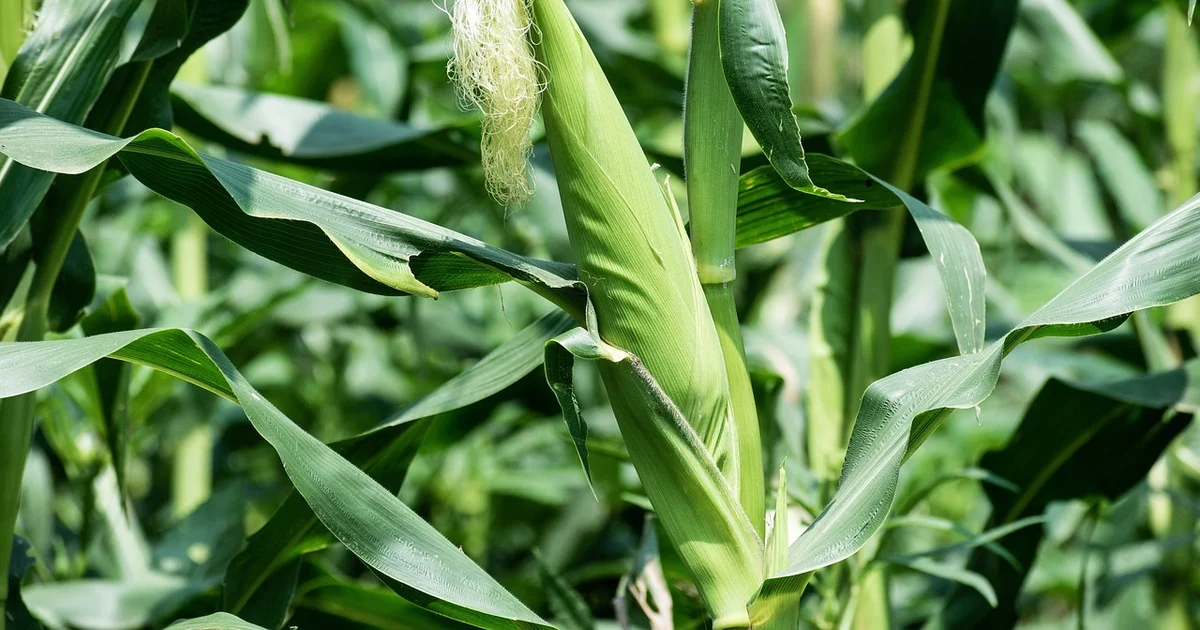 Córdoba's harvest hits a 60-year high: nearly three times more corn than France