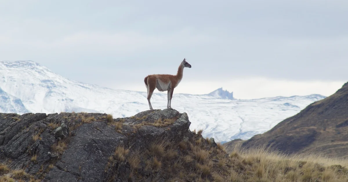 Milei defiende la posición geográfica de La Pampa y rechaza devaluación