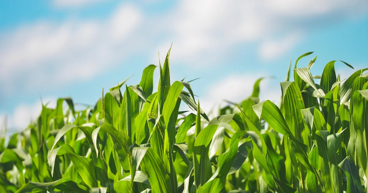 On the way to a record: Argentina experiences a surge in corn exports due to Ukraine's war issues